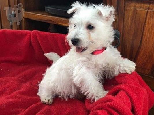 PoulaTo: Κουτάβια West Highland Terrier